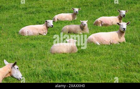 Un piccolo gregge di pecore e agnelli che si gode il sole in un campo erboso nel Somerset nel Regno Unito Foto Stock