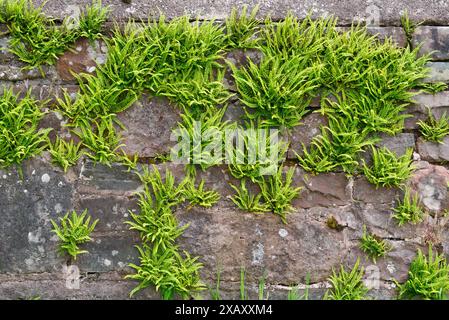 Maidenhair Spleenwort prospera su un muro di un cimitero nel Brecon Beacons, Galles del Sud, Regno Unito Foto Stock