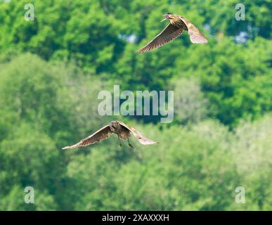 Mostra di corteggiamento Bittern Botaurus stellaris al Ham Wall, ai livelli del Somerset nel Regno Unito Foto Stock