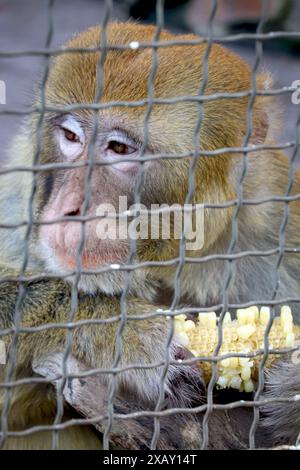 La scimmia triste è in gabbia. La scimmia è allo zoo. Foto Stock