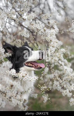 Verticale verticale verticale verticale del bordo sorridente Collie in White Flowering Tree. Profilo di adorabile Happy Dog durante la stagione primaverile. Foto Stock