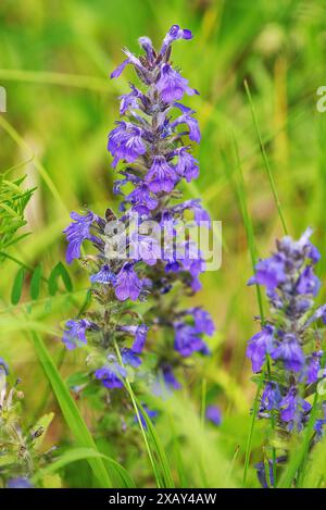 Blue Bugle (Ajuga genevensis), Baviera, Germania Foto Stock