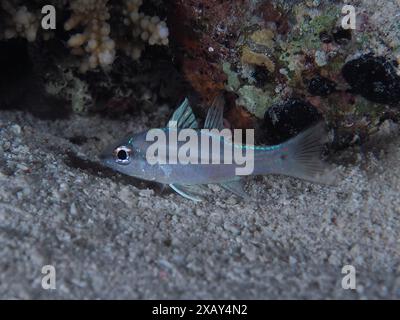 Pesci cardinali macchiati (Apogon exostigma) che nuotano sott'acqua di notte vicino alla sabbia accanto a una parete rocciosa. Sito di immersione Gola Abu Ramada Reef Foto Stock