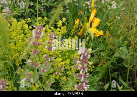 Copenhagen/ Danimarca/09 giugno 2024/Fiori e piante sono piantati in decoarte strada danese per la salute e bell'aspetto della zona e delle strade (foto. Francis Joseph Dean/Dean Pictures) (non per uso commerciale) Foto Stock