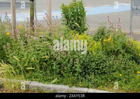 Copenhagen/ Danimarca/09 giugno 2024/Fiori e piante sono piantati in decoarte strada danese per la salute e bell'aspetto della zona e delle strade (foto. Francis Joseph Dean/Dean Pictures) (non per uso commerciale) Foto Stock