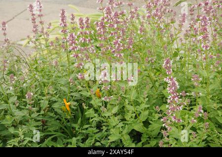 Copenhagen/ Danimarca/09 giugno 2024/Fiori e piante sono piantati in decoarte strada danese per la salute e bell'aspetto della zona e delle strade (foto. Francis Joseph Dean/Dean Pictures) (non per uso commerciale) Foto Stock