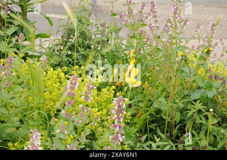 Copenhagen/ Danimarca/09 giugno 2024/Fiori e piante sono piantati in decoarte strada danese per la salute e bell'aspetto della zona e delle strade foto. Francis Joseph Dean/Dean Pictures non per uso commerciale Foto Stock