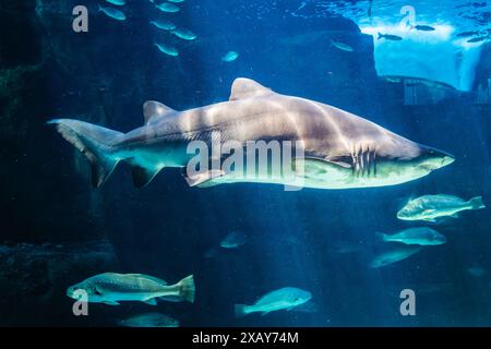 Squalo nell'acquario con i raggi del sole Foto Stock