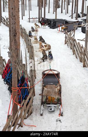 Cane Husky in Finlandia, in attesa in un canile, attenzione selettiva Foto Stock