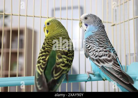 Bellissimi pappagalli luminosi in gabbia al chiuso. Animali esotici Foto Stock