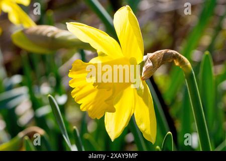 Daffodil (narciso), primo piano di un singolo fiore giallo, retroilluminato al sole primaverile. Foto Stock