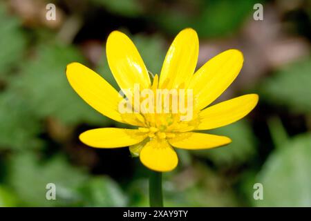 Celandina minore (ranunculus ficaria), primo piano di un singolo fiore giallo brillante della pianta primaverile fiorita. Foto Stock