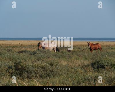 Due cavalli pascolano su un ampio prato, mare sullo sfondo, juist, frisia orientale, germania Foto Stock