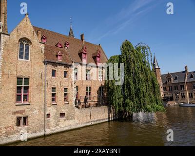 Architettura medievale in mattoni sul fiume con un albero a strapiombo e cielo limpido, Bruges, Belgio Foto Stock