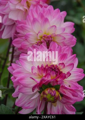 Fiore rosa brillante con accenti gialli in un giardino che crea un'atmosfera vivace, dahlia Foto Stock