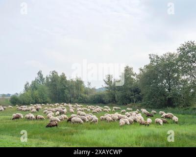Un gregge di pecore che pascolano pacificamente in un prato verde, circondato da alberi sotto un cielo leggermente nuvoloso, haaksbergen, . paesi bassi Foto Stock