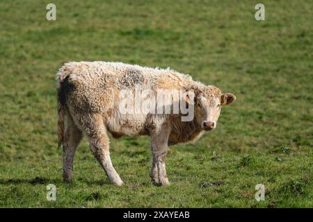 Toro solitario in campo. Un singolo toro si trova in un campo erboso durante il giorno, apparendo trascurato con pelliccia opaca, in un ambiente naturale e isolato. Foto Stock