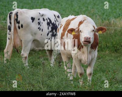 Due mucche su un pascolo, macchie marroni e bianche, macchie bianche e nere, una mucca che guarda la macchina fotografica, Borken, Renania settentrionale-Vestfalia, Germania Foto Stock