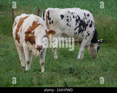 Due mucche che pascolano su un pascolo verde, una macchiata marrone e bianca, una macchiata nera e bianca, Borken, Renania settentrionale-Vestfalia, Germania Foto Stock