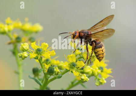 Un calabrone europeo (Vespa crabro) siede su un fiore giallo, rue comune (Ruta graveolens), e succhia il nettare, fotografato in un ambiente naturale Foto Stock