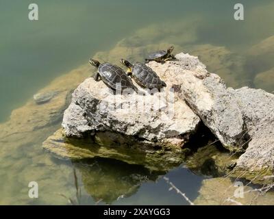 Tre esemplari di tartaruga destra e sinistra tartaruga di scorrimento con orecchie rosse (Trachemys scripta elegans) al centro tartaruga di scorrimento con orecchie gialle (Trachemys scripta Foto Stock