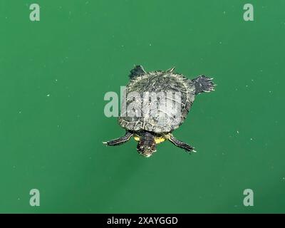 Scivoli con orecchie rosse (Trachemys scripta elegans) che nuotano in un lago artificiale creato nel 1987 ai margini delle montagne di Psiloritis e alimentato dal Foto Stock