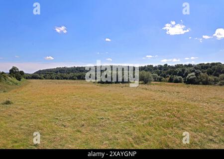 Natur in Ballungsräumen Grünland mit Büschen und Wald im sommerlichen Essener Ruhrtal unter Einwirkung von Hitze und Trockenheit Essen Nordrhein-Westfalen Deutschland *** natura nelle conurbazioni praterie con arbusti e foreste nella valle della Ruhr di Essen in estate sotto l'influenza del calore e della siccità Essen Renania settentrionale-Vestfalia Germania Foto Stock