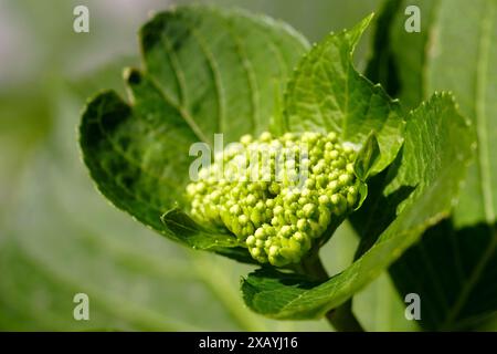 Infiorescenza con ortensie - primo piano su sfondo verde. Una pianta di hortensia che inizia a fiorire, fotografata in giardino in una giornata di sole. Foto Stock