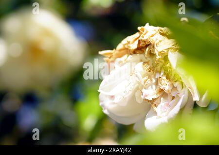 Una grande doppia rosa di colore giallastro che ha iniziato ad appassirsi, fotografata in un primo piano nel giardino. La fase finale della fioritura delle rose. Foto Stock