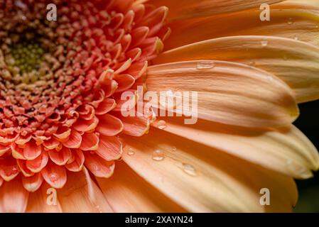 Fiori di margherita di gerbera arancia con gocce d'acqua sui suoi petali Foto Stock