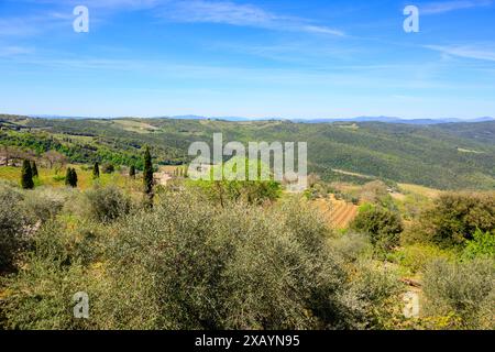 Campagna toscana vicino a Montalcino, provincia di Siena, Italia Foto Stock