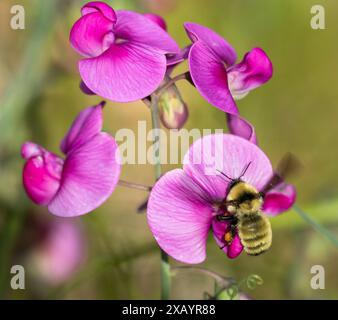 Un grande Bumblebee che passa sopra i fiori di piselli dolci di un bel colore rosa, pronto per l'impollinazione. Foto Stock