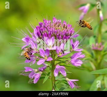 Un fiore di ragno rosa o una pianta di Cleome all'inizio dell'estate visitata da due api mellifere e una formica. Foto Stock