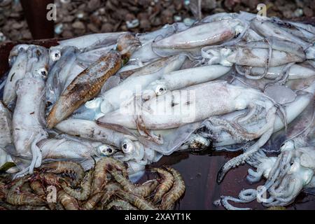 Mozambico, Cabo Delgado, Macímboa da Praia, Squids appena pescati Foto Stock