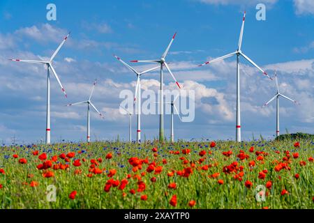 Parco eolico, campo con strisce di fiori, bordo di campi con fiori misti, papaveri, a nord di Marsberg, Hochsauerlandkreis, NRW, Germania Foto Stock