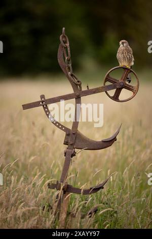 Kestrel giovanile arroccato Foto Stock