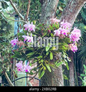Cattleya maxima (famiglia Orchidaceae), Cuba, America centrale Foto Stock
