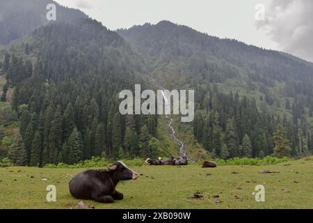 Srinagar, India. 9 giugno 2024. Il bufalo riposa in un campo a Pahalgam, a circa 110 km, a sud di Srinagar, la capitale estiva di Jammu e Kashmir. (Foto di Saqib Majeed/SOPA Images/Sipa USA) credito: SIPA USA/Alamy Live News Foto Stock