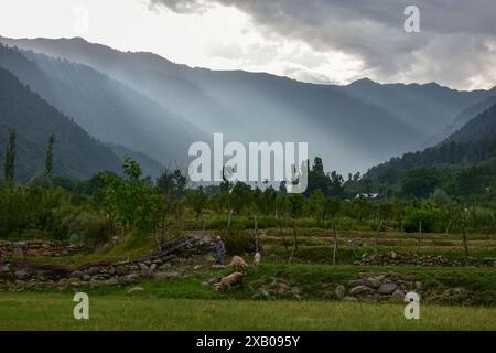 Srinagar, India. 9 giugno 2024. Un pastore con le sue pecore cammina lungo il campo di Pahalgam, a circa 110 km, a sud di Srinagar, la capitale estiva di Jammu e Kashmir. (Foto di Saqib Majeed/SOPA Images/Sipa USA) credito: SIPA USA/Alamy Live News Foto Stock