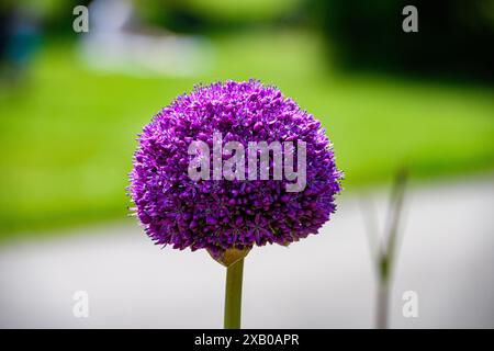 Allium giganteum Foto Stock