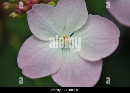 Vista ravvicinata di un delicato fiore di ortensia rosa Foto Stock