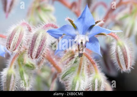 Borago officinalis primo piano di un fiore viola a forma di stella e gemme pelose chiuse di una borragia Foto Stock