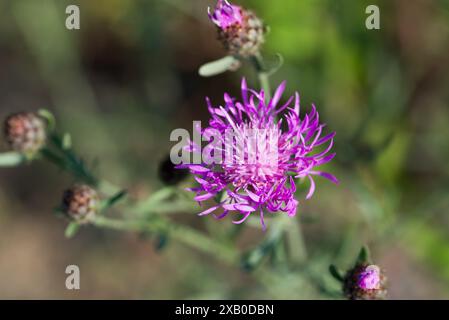 brown knapweed, Centaurea jacea estate fiori primo piano focus selettivo Foto Stock