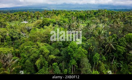 Veduta aerea delle risaie a terrazze sui fianchi del monte Rinjani Foto Stock