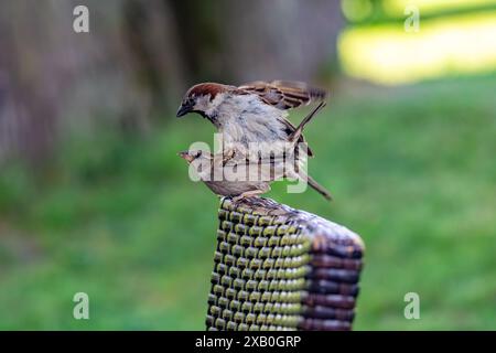 Passeri della casa che si accoppiano su una sedia Foto Stock