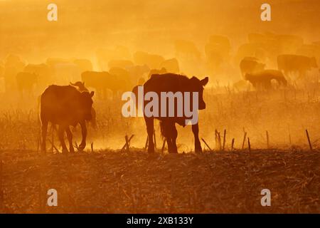 Sagoma del bestiame all'aperto che cammina su un campo polveroso al tramonto, Sudafrica Foto Stock