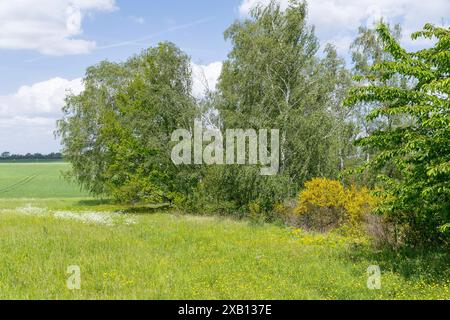 Bunt blühende Wiese und Ginster Cytisus scoparius in Blüte am alten Steinbruch Schieferberg bei Strehla, Sachsen, Deutschland *** colorato fiore m Foto Stock