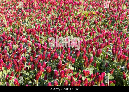 Dunkelrot blüht der Inkarnat-Klee Trifolium incarnatum auf einem Feld, Sachsen, Deutschland *** fiori rossi scuri del trifoglio incarnato Trifolium inc Foto Stock