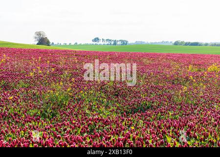 Dunkelrot blüht der Inkarnat-Klee Trifolium incarnatum auf einem Feld, Sachsen, Deutschland *** fiori rossi scuri del trifoglio incarnato Trifolium inc Foto Stock