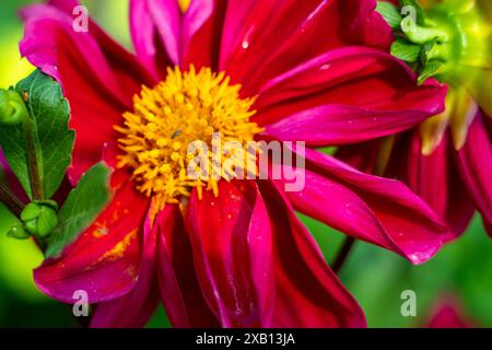 Le dalie prosperano in pieno sole, ma possono tollerare qualche ombra parziale. Una regola generale è più sole, più grandi sono i fiori. Le piante di Dahlia sono fantastiche, ano Foto Stock